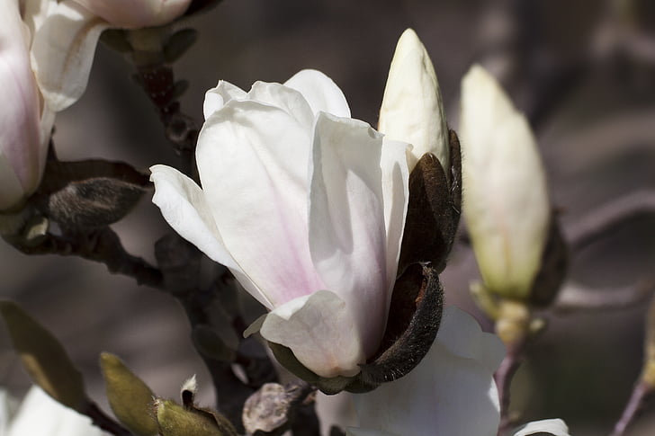 Magnolia, flor, floración, Bud, Bush, primavera, planta