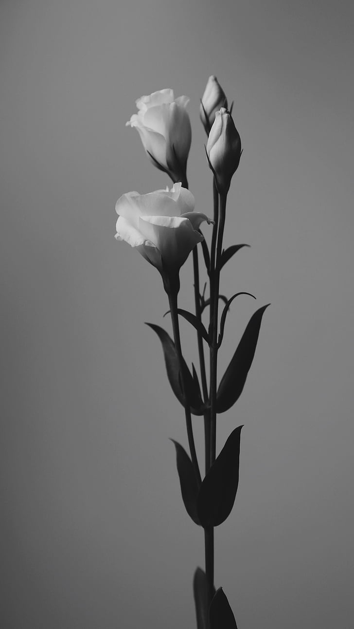 arte, linda, preto e branco, florescendo, flor, brilhante, broto