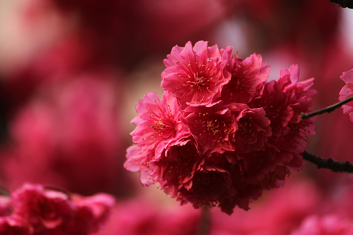 červená, třešňový květ, studená fei sakura