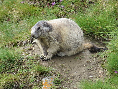 Marmot, hewan, Alpine, Rodent, Mamalia, satwa liar, alam