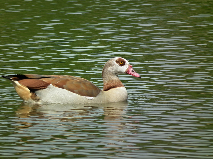 bird, water, pond, afloat, surface, water bird, goose nile
