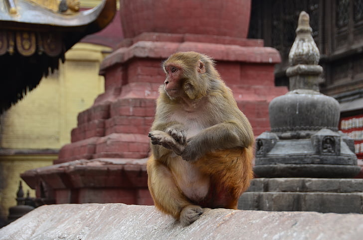 animal, mico, Temple, Àsia, Macaco, mamífer, assegut