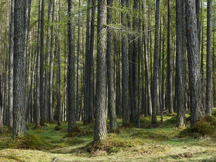 δάσος πεύκης, δάσος, λάριξ, κορμοί δέντρων, στελέχη, παραμύθι δάσος, LARIX