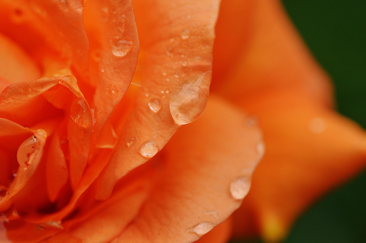 Rosa, planta, gota d'aigua, flor rosa, natura, color, bonica
