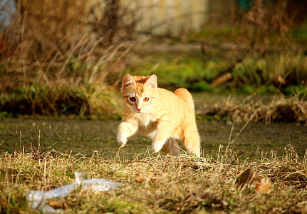 kissa, punainen mackerel tabby, hypätä, pelata, pentu, kissa vauva, nuori kissa