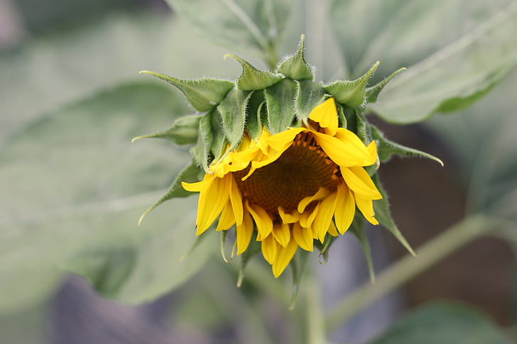 sunflower, green, open country, flower