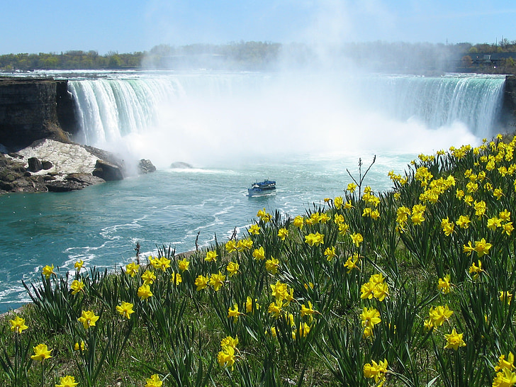 Thác Niagara, thác nước, móng ngựa, Hoa thủy tiên vàng, mùa xuân, du lịch, Niagara