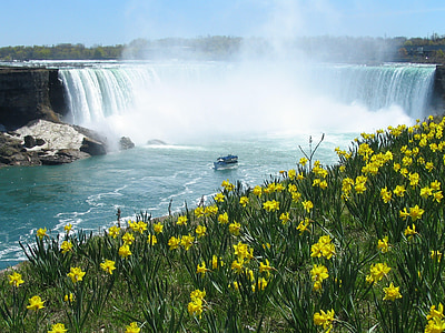 Niagarafallen, vattenfall, hästsko, påskliljor, våren, turist, Niagara