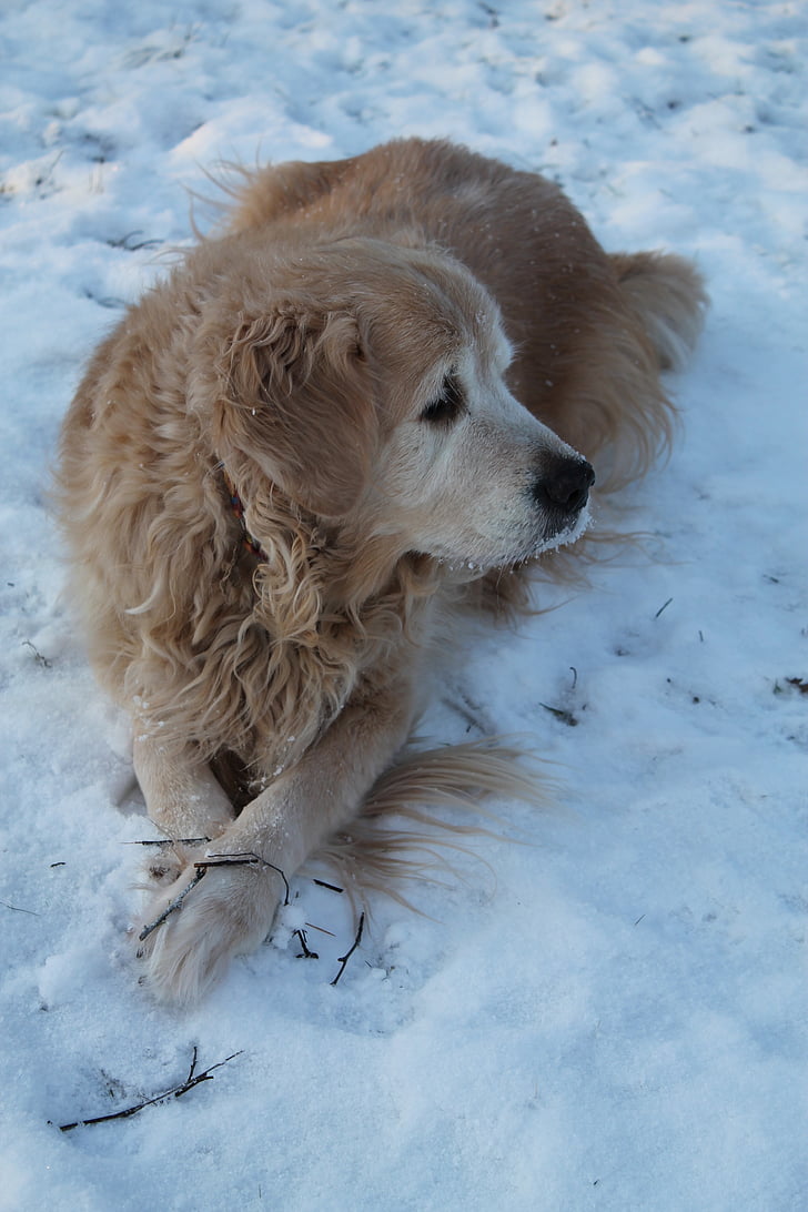 snijeg, pas, hladno