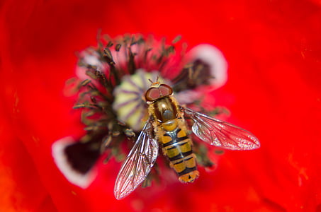 παπαρούνα, alaus, έντομο, μύγα, μακροεντολή, μέλισσα, φύση
