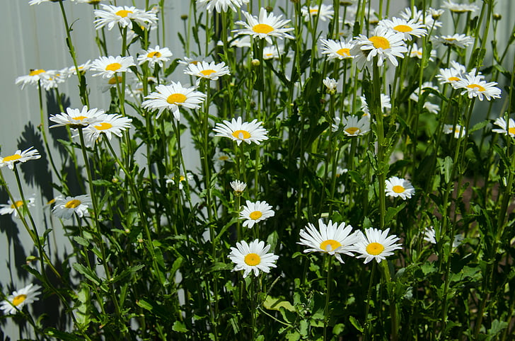 Manzanilla, flores, Margarita, Blanco, Closeup, floración, Junio