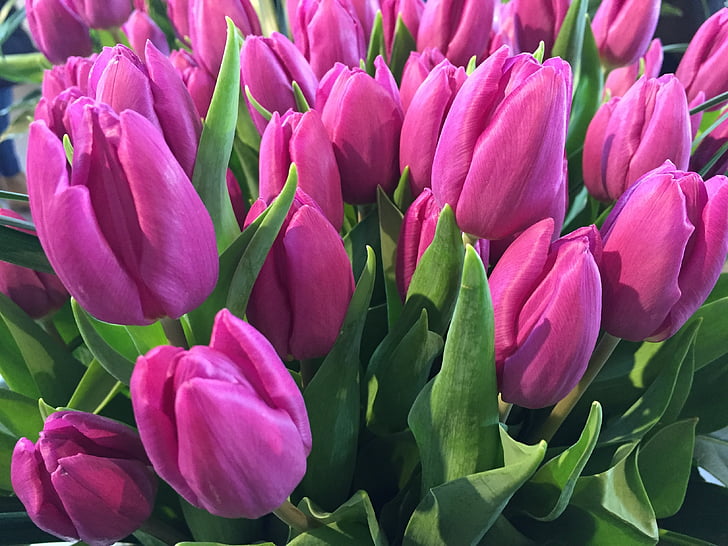 tulipán, holland tulipán, virág, természet, tavasz, növény, rózsaszín