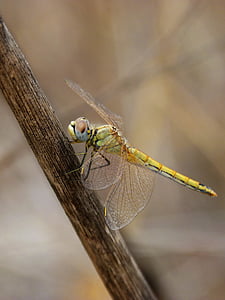 Dragonfly, kollane kiil roosadel, Roo, libellulidae, libelulido, kiililised, sympetrum