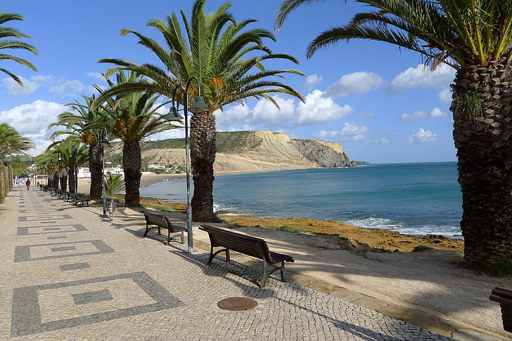 arbre de plan, Algarve, plage, palmier, arbre, mer, Journée