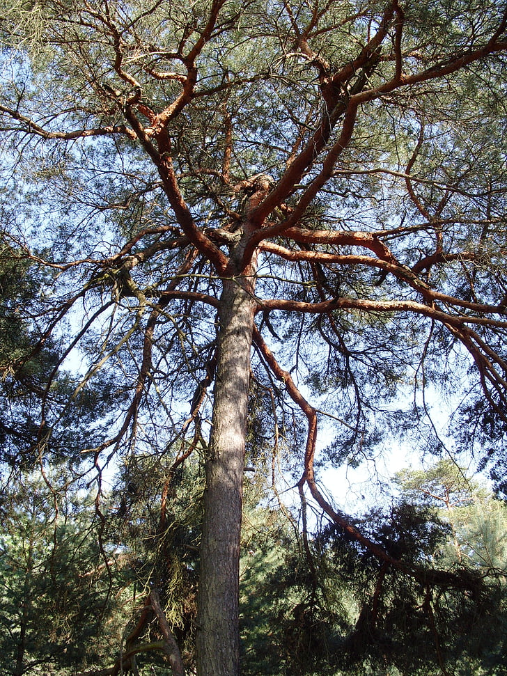 lemn de pin, PIN, natura, pădure