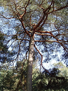 legno di pino, pino, natura, foresta