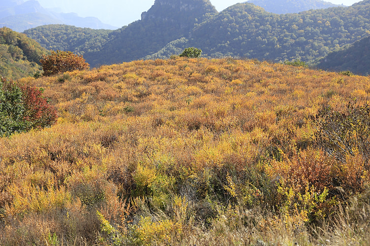 yellow grass beam, hillside, autumn, views, nature