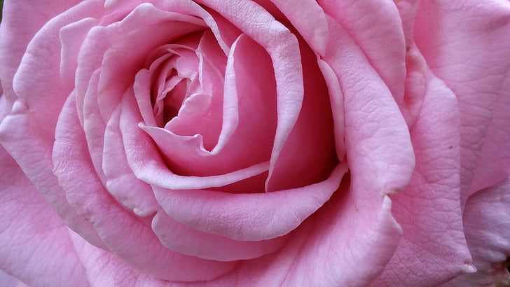 Όμορφο, Όμορφο, ροζ, τριαντάφυλλο, μεγάλο, φύση, λουλούδι