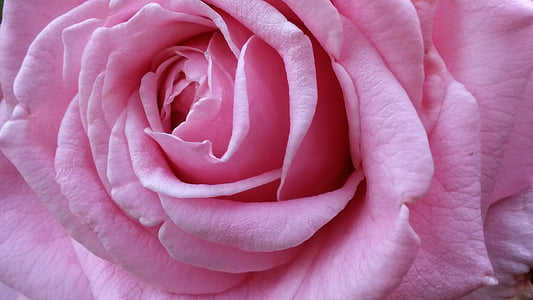 ziemlich, schöne, Rosa, stieg, groß, Natur, Blume