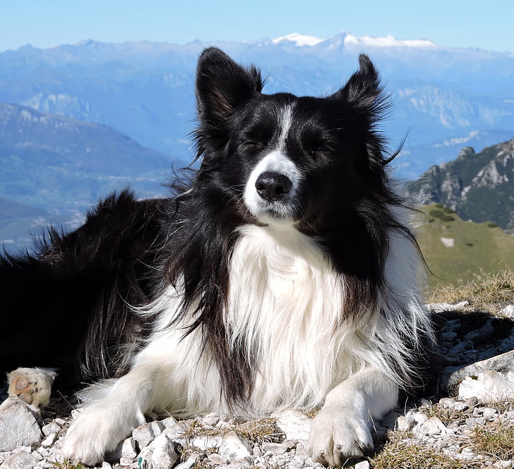 cão, Branco, Nero, montanha, border collie, animais de estimação, canino