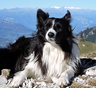 pies, biały, Nero, góry, border collie, zwierzęta, psi