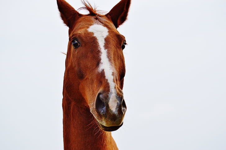 horse, animal, funny, ride, reiterhof, brown, coupling
