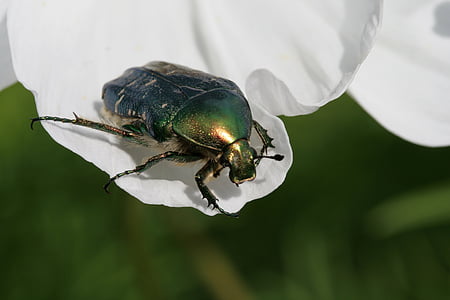 rose beetle, beetle, insect, blossom, bloom, crawl, green