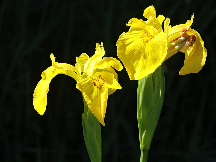 yellow lis, water plant, yellow, flower