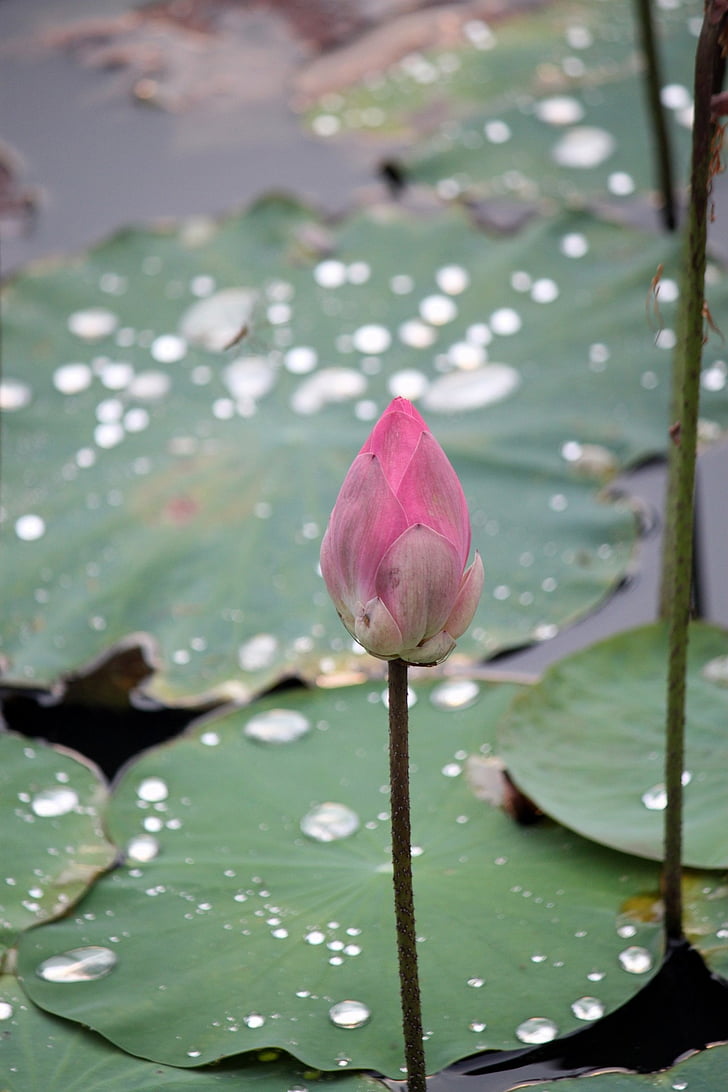 Lotus, çiçek, Bud, doğa, bitki, Zen, Lily