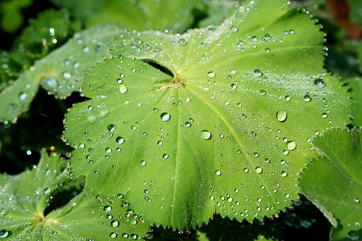 fulla, planta, verd, macro, gota d'aigua, pluja, espurna