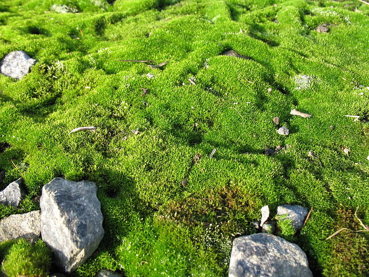 moss, stones, stone, rock, detail, macro, close