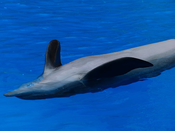 Dofí, animal, esquena, resta, preocupacions, meeresbewohner, Delphinidae