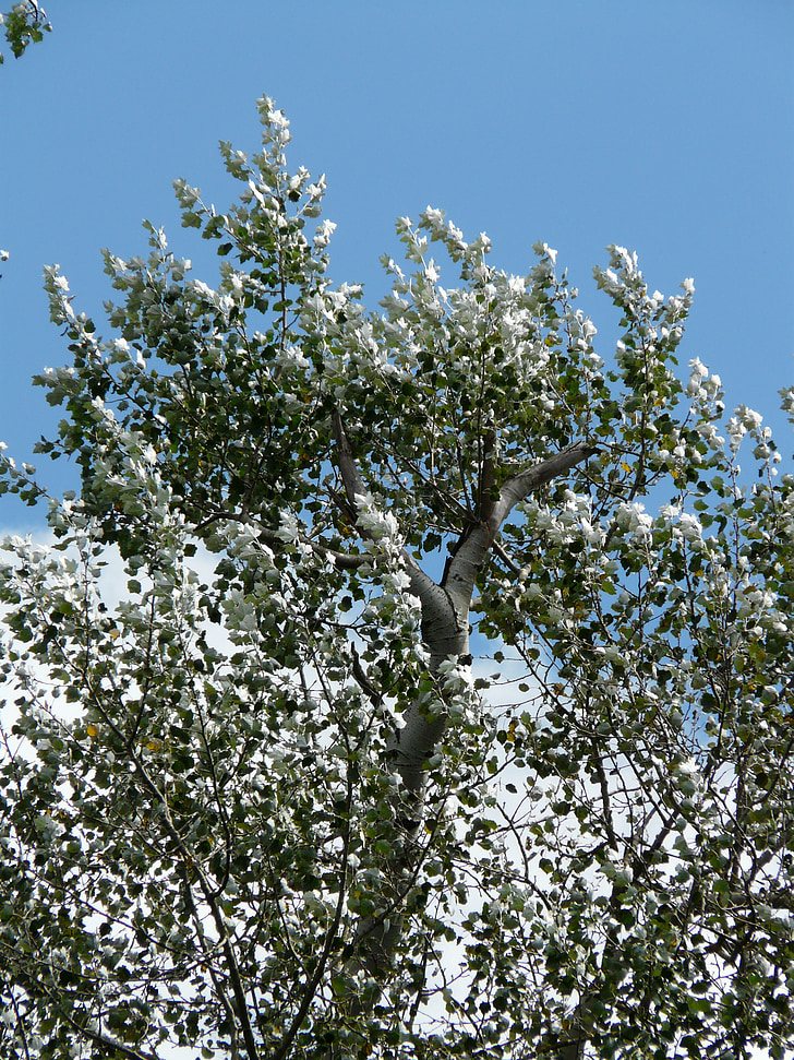 lehdet, hopea, Populus alba, puu, poppeli, valkoinen, laiduntaminen kasvihuonekaasujen