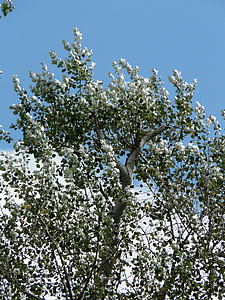 fulles, plata, Populus alba, arbre, àlber, àlber blanc, pasturatge d'efecte hivernacle