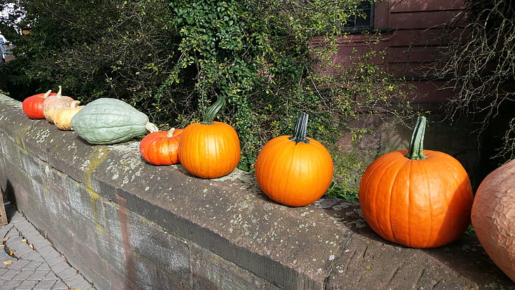pumpkin, autumn, farmer's market