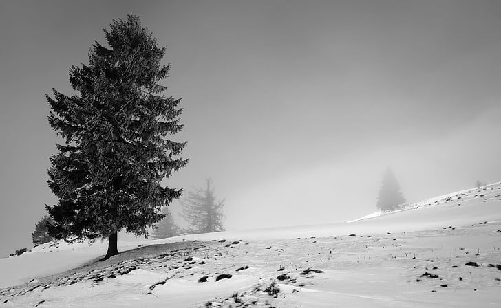 krajina, strom, Příroda, Zimní, sníh, studená teplota, venku