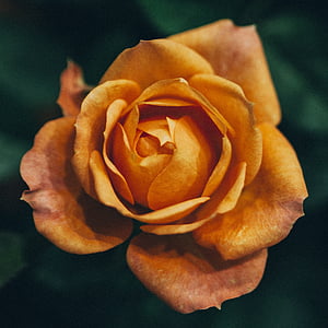 rose, flower, flowers, roses, tender rose, beautiful flower, garden