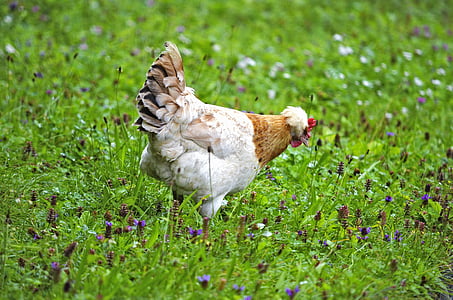 chicken, species, meadow, farm, plumage, female, funny