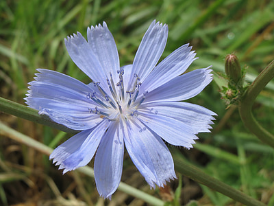 cichorium intybus, สีน้ำเงินทั่วไป, ดอกไม้ป่า, ฟลอรา, แมโคร, ดอก, โรงงาน