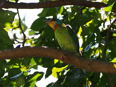 colored birds, quasi woodpecker, monk, muller's barbet, bird, nature, wildlife