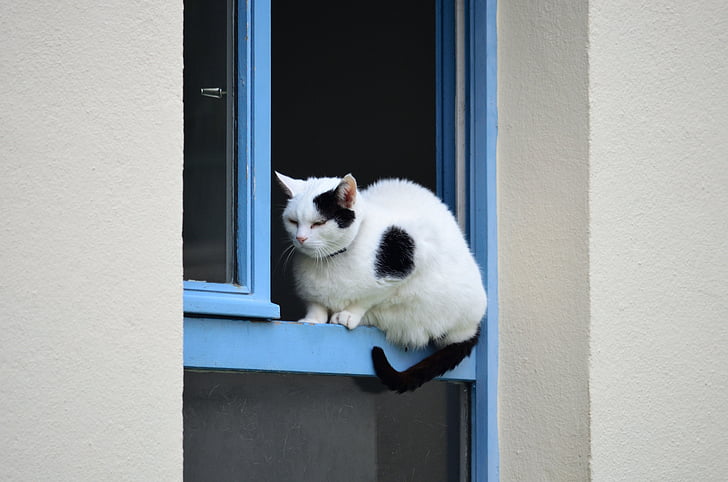 mačka, okno, črno-bela mačka, hiša, modra, mačji, pet