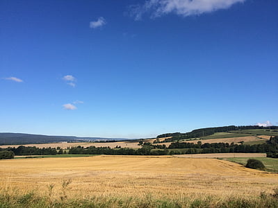 summer, sky, field, blue sky, clouds, cornfield