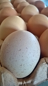 kiaušinių, apvalkalas, baltymų, rudos spalvos, veikia, sveikas, vištienos