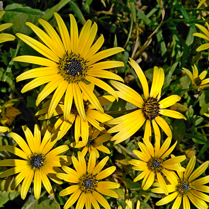 Blume, Daisy, Blumen, Frühling, gelb, Daisy flower, Margaret wild