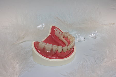 gigi pengganti, gigi, gigi teknisi, gigi palsu, gigi manusia, dokter gigi, Peralatan palsu