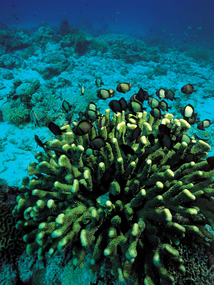 Coral, sott'acqua, pesce, immersioni subacquee, Scuba