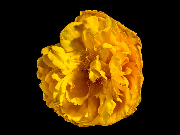 blossom, bloom, flower, yellow, petal, nature, rose - Flower