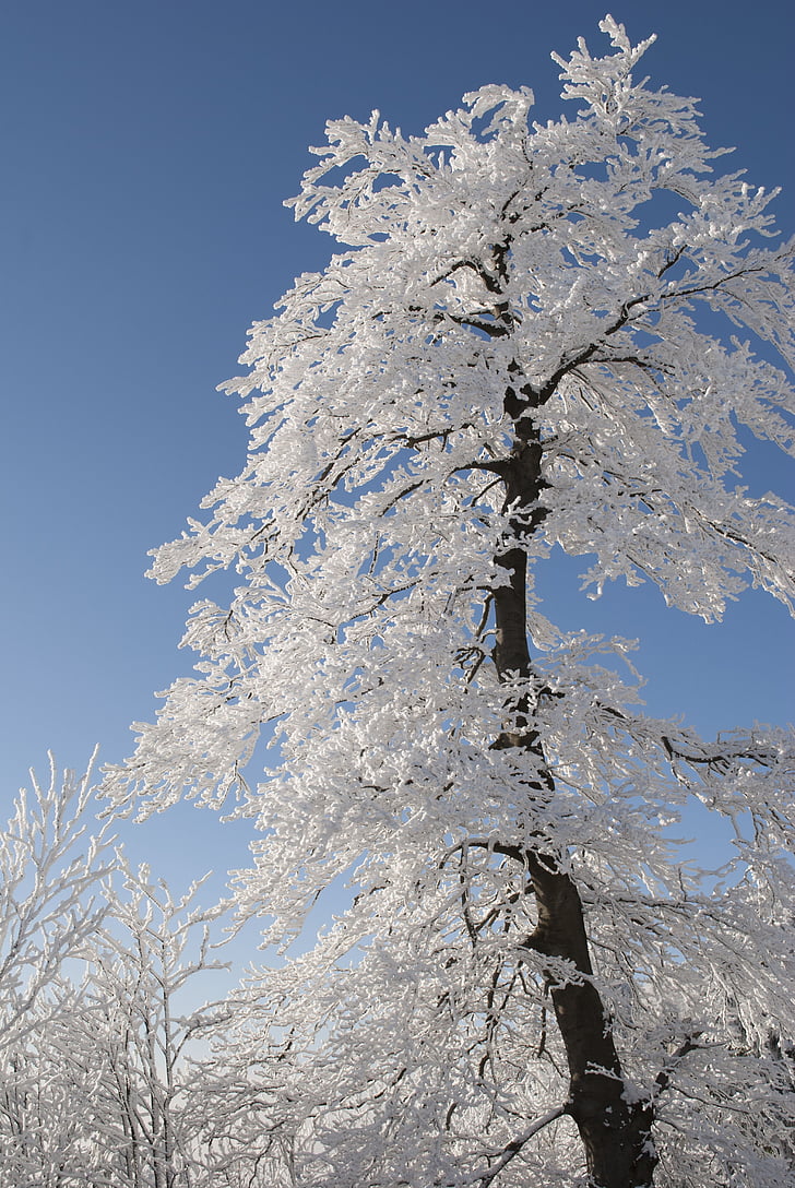 kalla, naturen, snö, träd, vit, vinter, träd