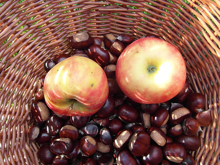 Maroni, Chestnut manis, musim gugur, buah-buahan, keranjang, mengumpulkan, chestnut