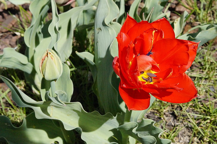 Tulipa, vermell, flor, flor, primavera, natura, flor